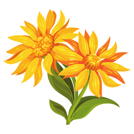 Extrait de fleurs d'Arnica des montagnes