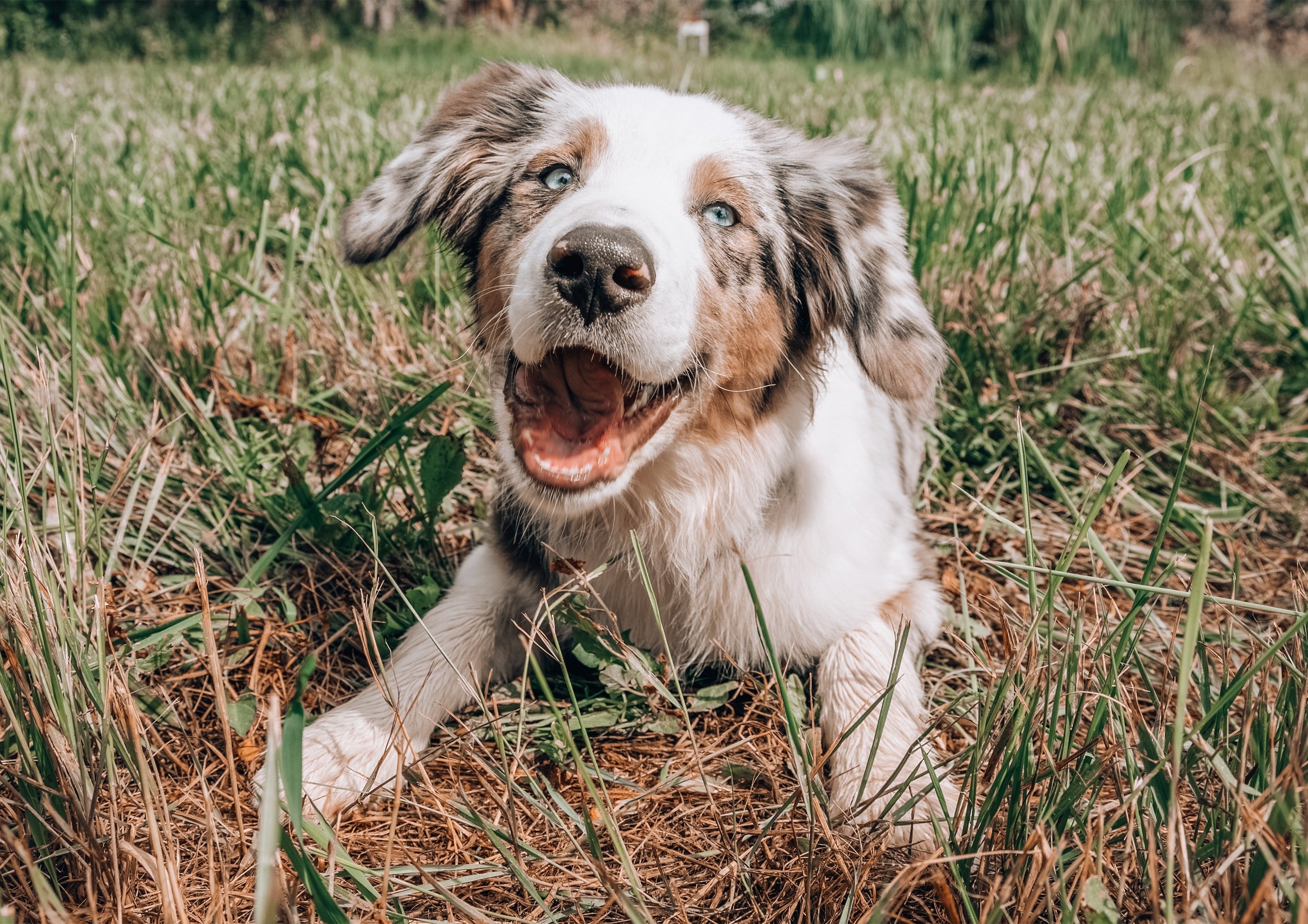 CBD pour animaux (chien, chat, cheval) : que dit la science ?