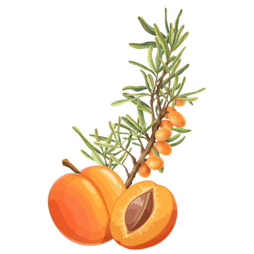 Huiles végétales d'abricot et d'argousier