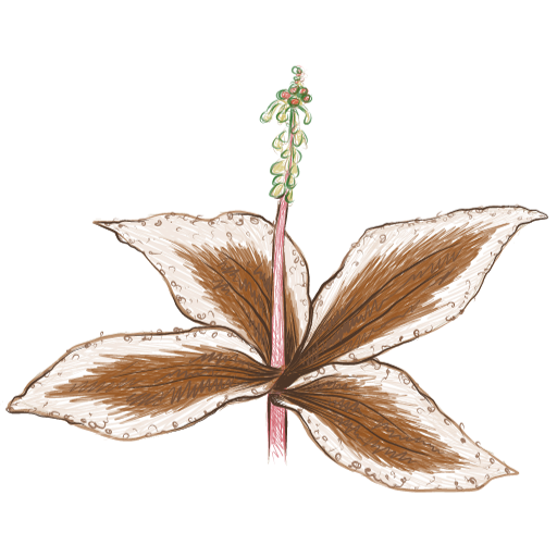 Huile végétale de tamanu